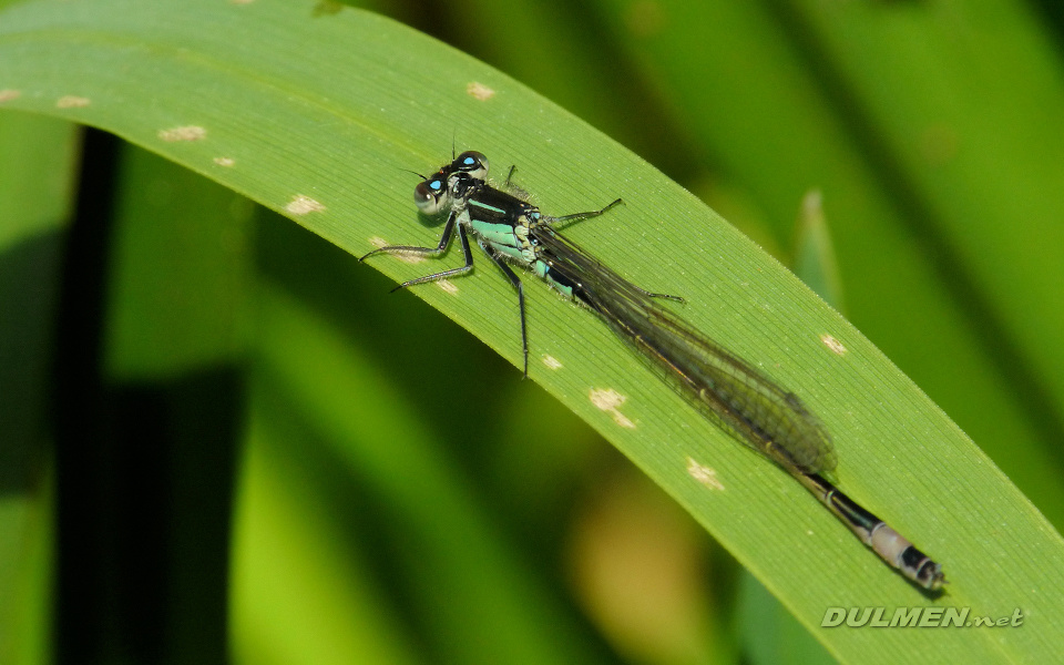 Common Bluetail (Male, Ischnura elegans)